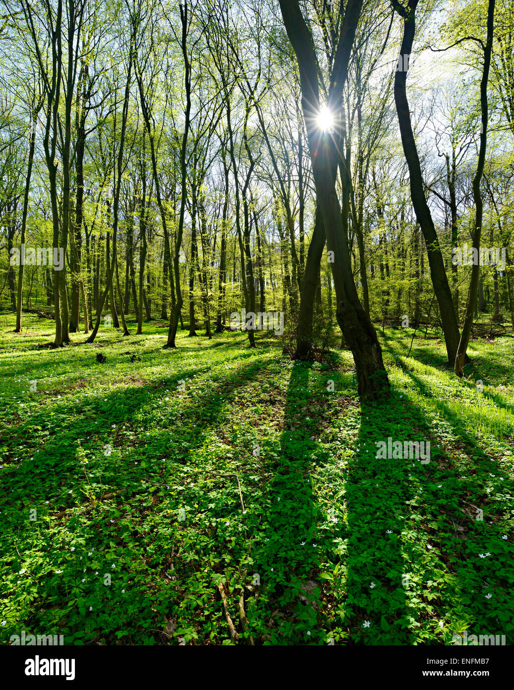 Bosco di latifoglie in primavera, sun, Unstruttal, Lauchagrund, Sassonia-Anhalt, Germania Foto Stock