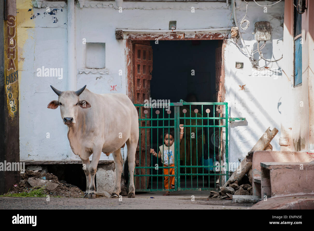 Scena di strada con la vacca sacra, Udaipur, Rajasthan, India Foto Stock