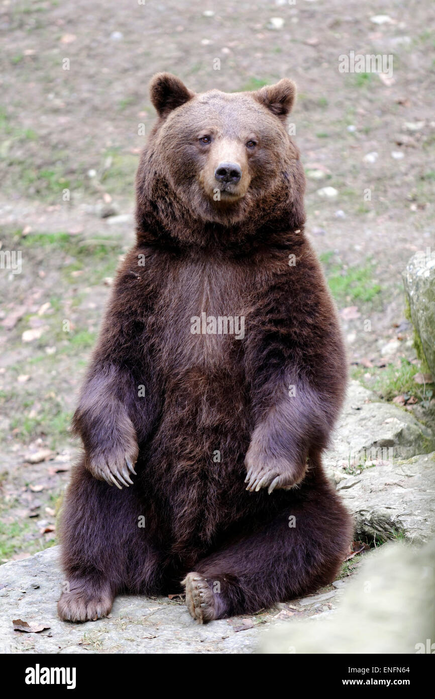 Unione l'orso bruno (Ursus arctos) seduto a terra, captive, Baden-Württemberg, Germania Foto Stock