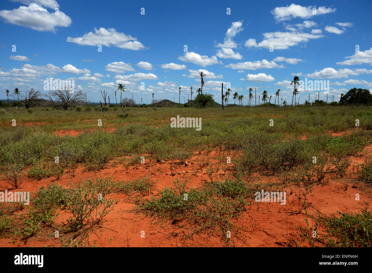 Palm degradato di Savannah, utilizzati come terreni di pascolo, nei pressi di Juazeiro, Bahia, Brasile Foto Stock