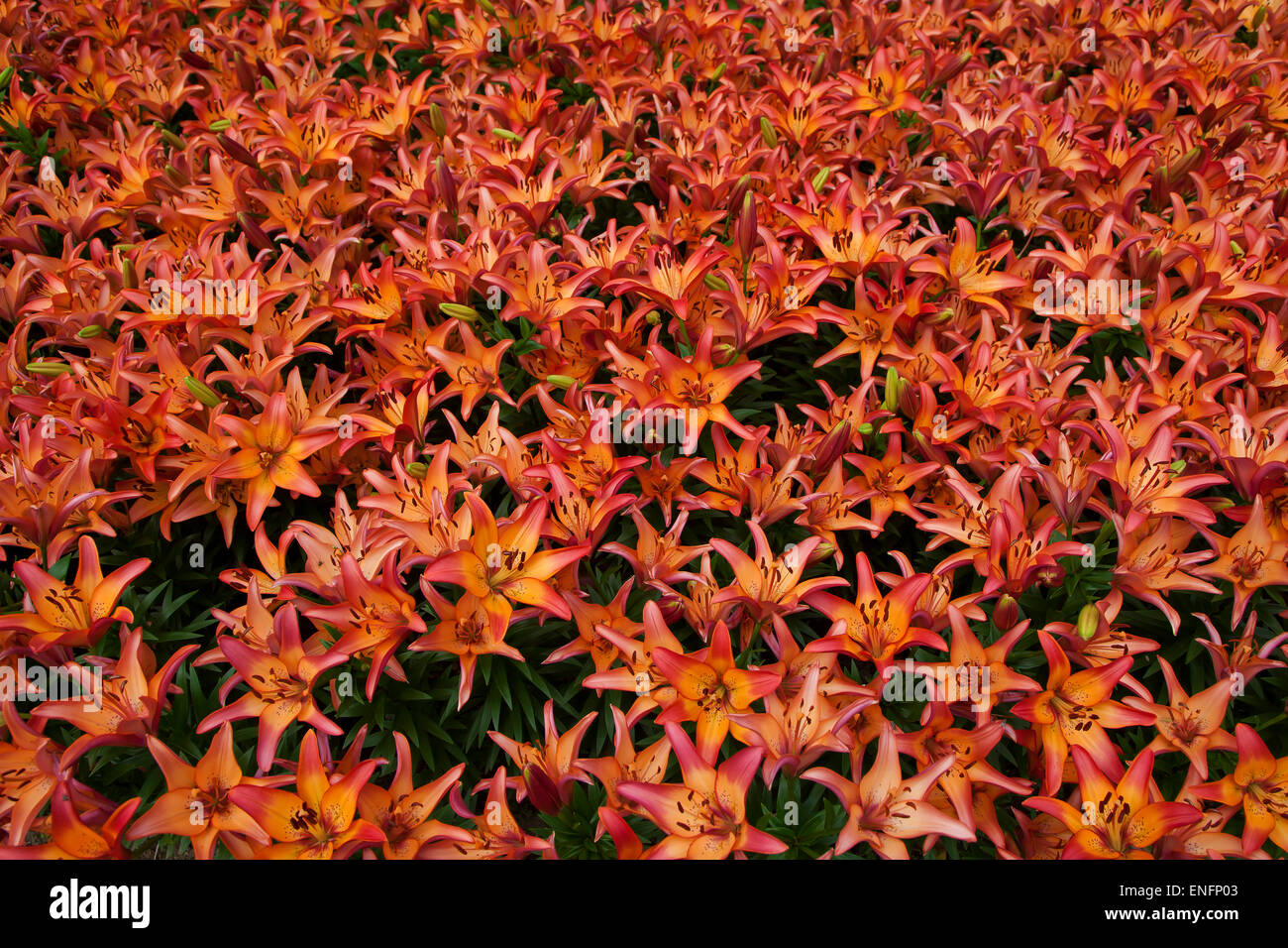 Aiuola con la fioritura dei gigli arancione o incendio gigli (Scadoxus multiflorus), Parco a Gavnø Castle, Gavnø Isola, Danimarca Foto Stock