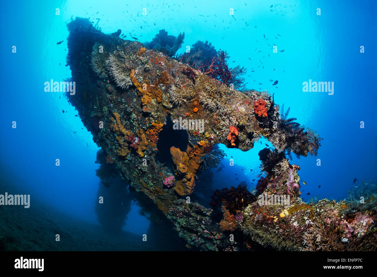 Diamine di da un americano naufragio dalla seconda guerra mondiale ricoperta da coralli, nave da carico generale Libertà, Tulamben, Bali Foto Stock