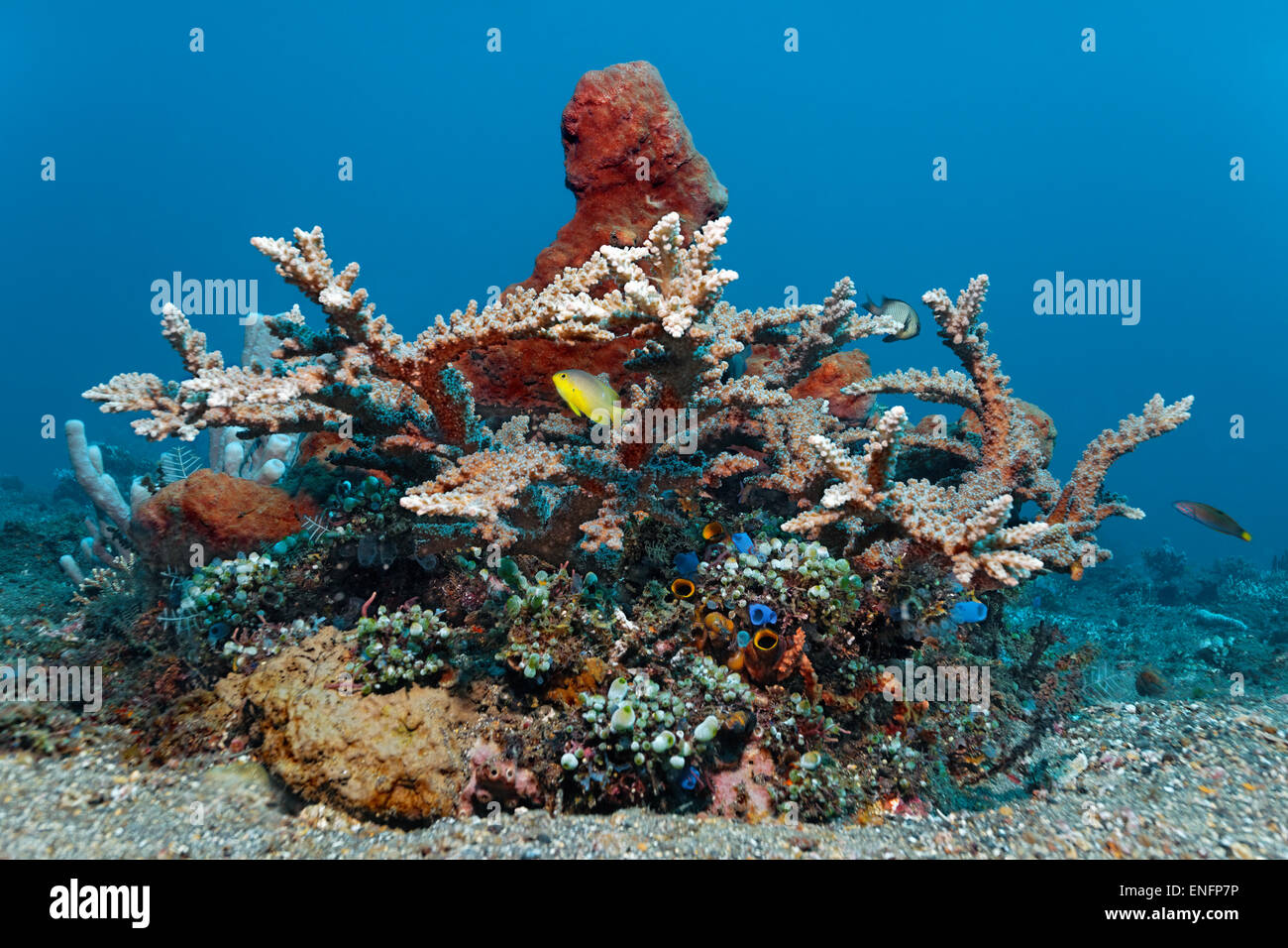 Piccola barriera corallina con vari coralli, spruzzi di mare, spugne e pesci, Bali Foto Stock