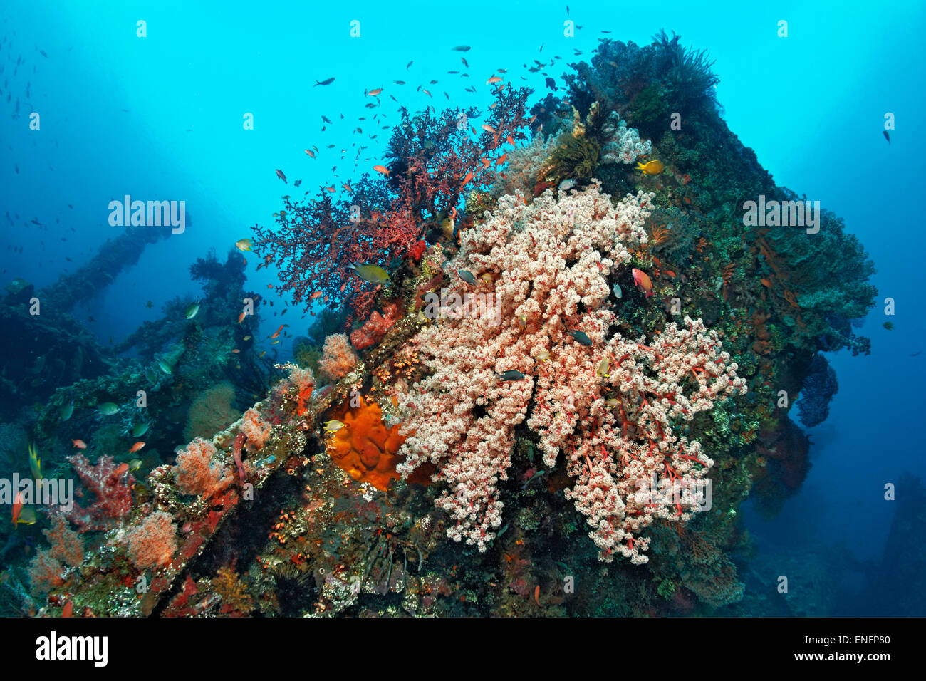 Aan American naufragio dalla seconda guerra mondiale ricoperta da coralli, nave da carico generale Libertà, Tulamben, Bali Foto Stock