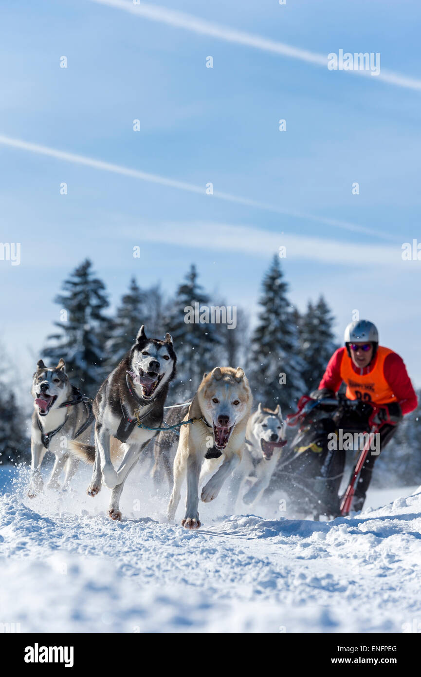 Sled Dog racing, sled dog team nel paesaggio invernale, Unterjoch, Oberallgäu, Baviera, Germania Foto Stock