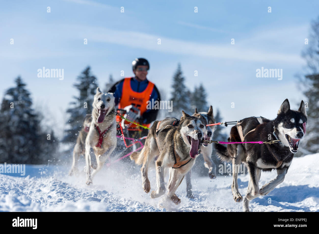 Sled Dog racing, sled dog team nel paesaggio invernale, Unterjoch, Oberallgäu, Baviera, Germania Foto Stock