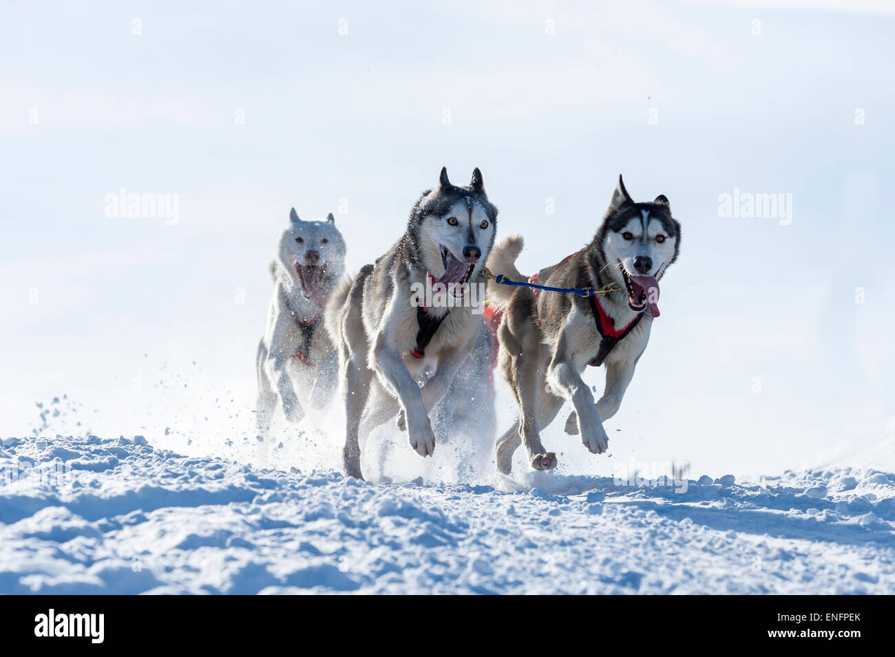 Sled Dog racing, sled dog team nel paesaggio invernale, Unterjoch, Oberallgäu, Baviera, Germania Foto Stock