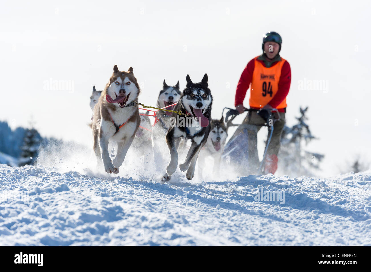 Sled Dog racing, sled dog team nel paesaggio invernale, Unterjoch, Oberallgäu, Baviera, Germania Foto Stock