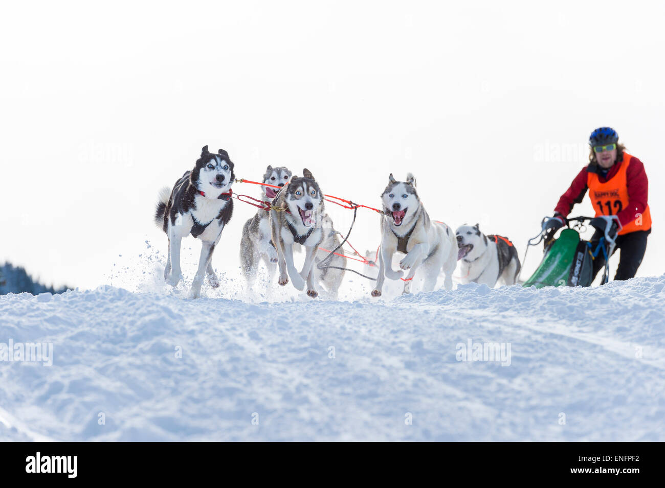 Sled Dog racing, sled dog team nel paesaggio invernale, Unterjoch, Oberallgäu, Baviera, Germania Foto Stock