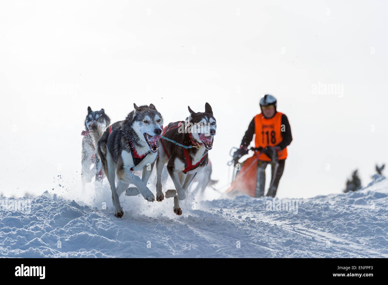 Sled Dog racing, sled dog team nel paesaggio invernale, Unterjoch, Oberallgäu, Baviera, Germania Foto Stock