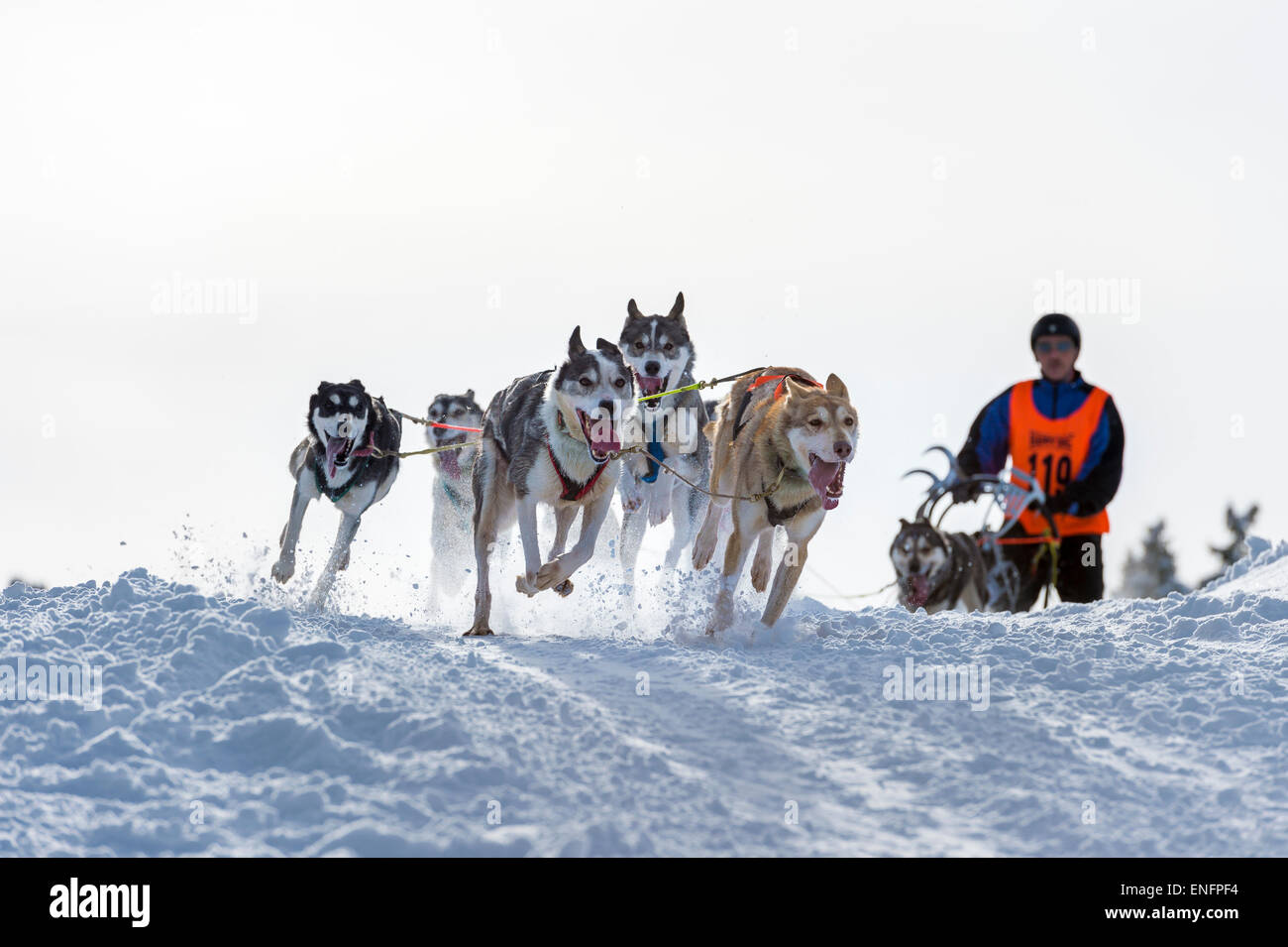 Sled Dog racing, sled dog team nel paesaggio invernale, Unterjoch, Oberallgäu, Baviera, Germania Foto Stock