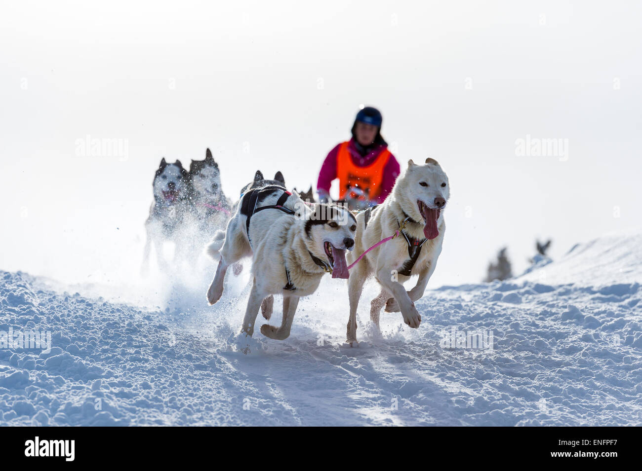 Sled Dog racing, sled dog team nel paesaggio invernale, Unterjoch, Oberallgäu, Baviera, Germania Foto Stock