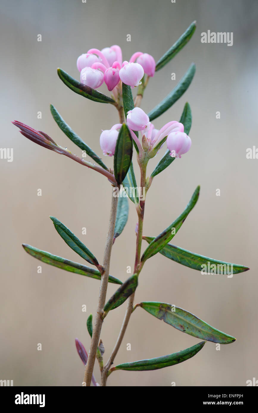 Bog-rosmarino (Andromeda polifolia), Emsland, Bassa Sassonia, Germania Foto Stock