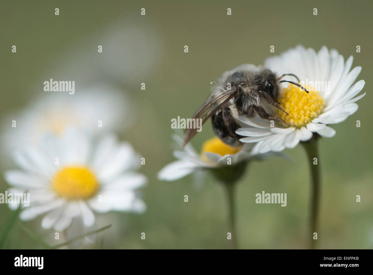 Ashy mining bee (Andrena cineraria), Emsland, Bassa Sassonia, Germania Foto Stock
