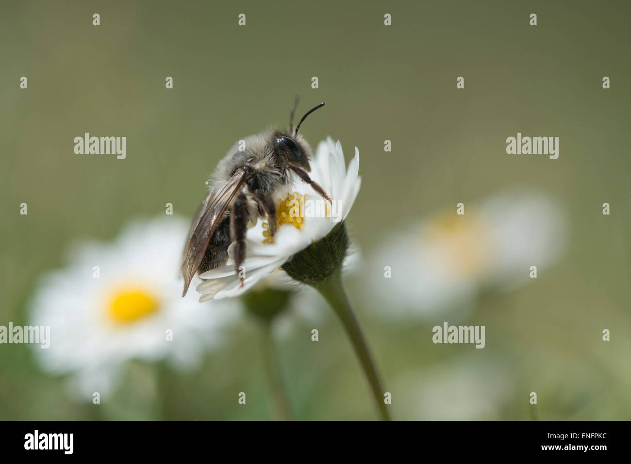 Ashy mining bee (Andrena cineraria), Emsland, Bassa Sassonia, Germania Foto Stock