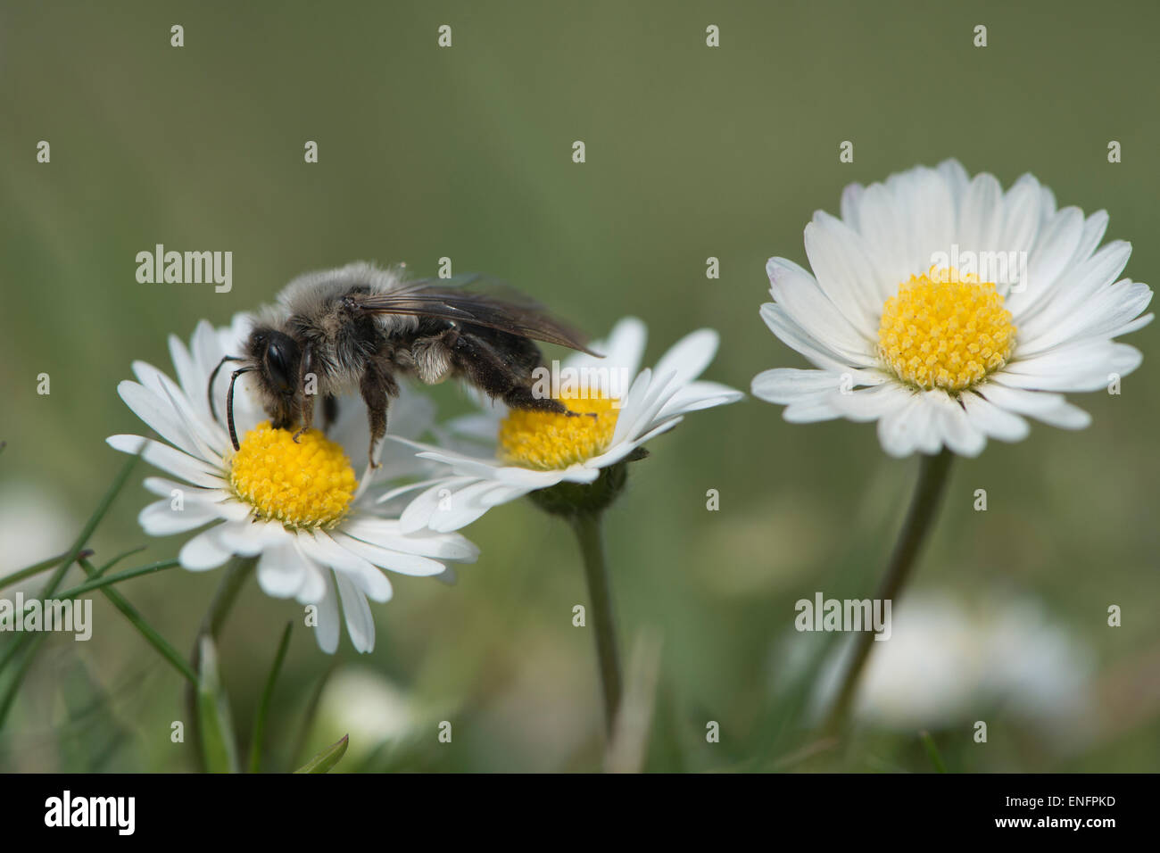 Ashy mining bee (Andrena cineraria), Emsland, Bassa Sassonia, Germania Foto Stock