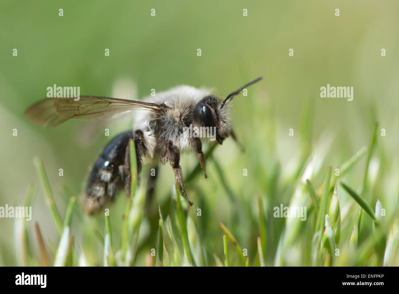 Ashy mining bee (Andrena cineraria), Emsland, Bassa Sassonia, Germania Foto Stock