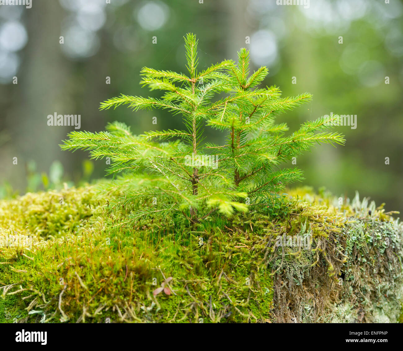 Giovani Norvegia abete rosso (Picea abies), che cresce su MOSS, Parco Nazionale di Harz, Bassa Sassonia, Germania Foto Stock