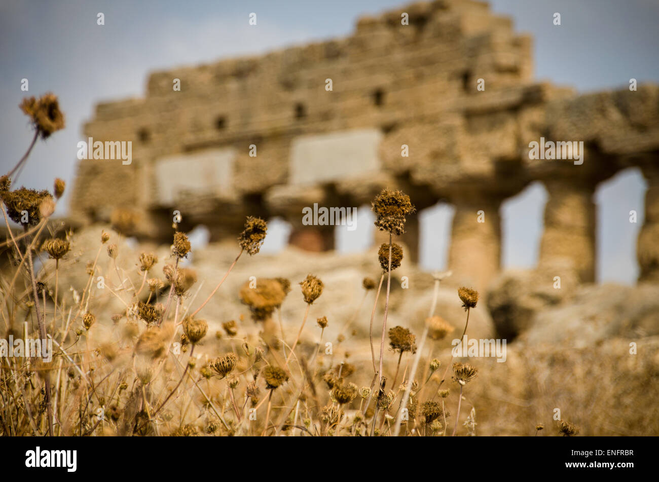 I templi di Selinunte, rovine storiche in Sicilia Italia Foto Stock