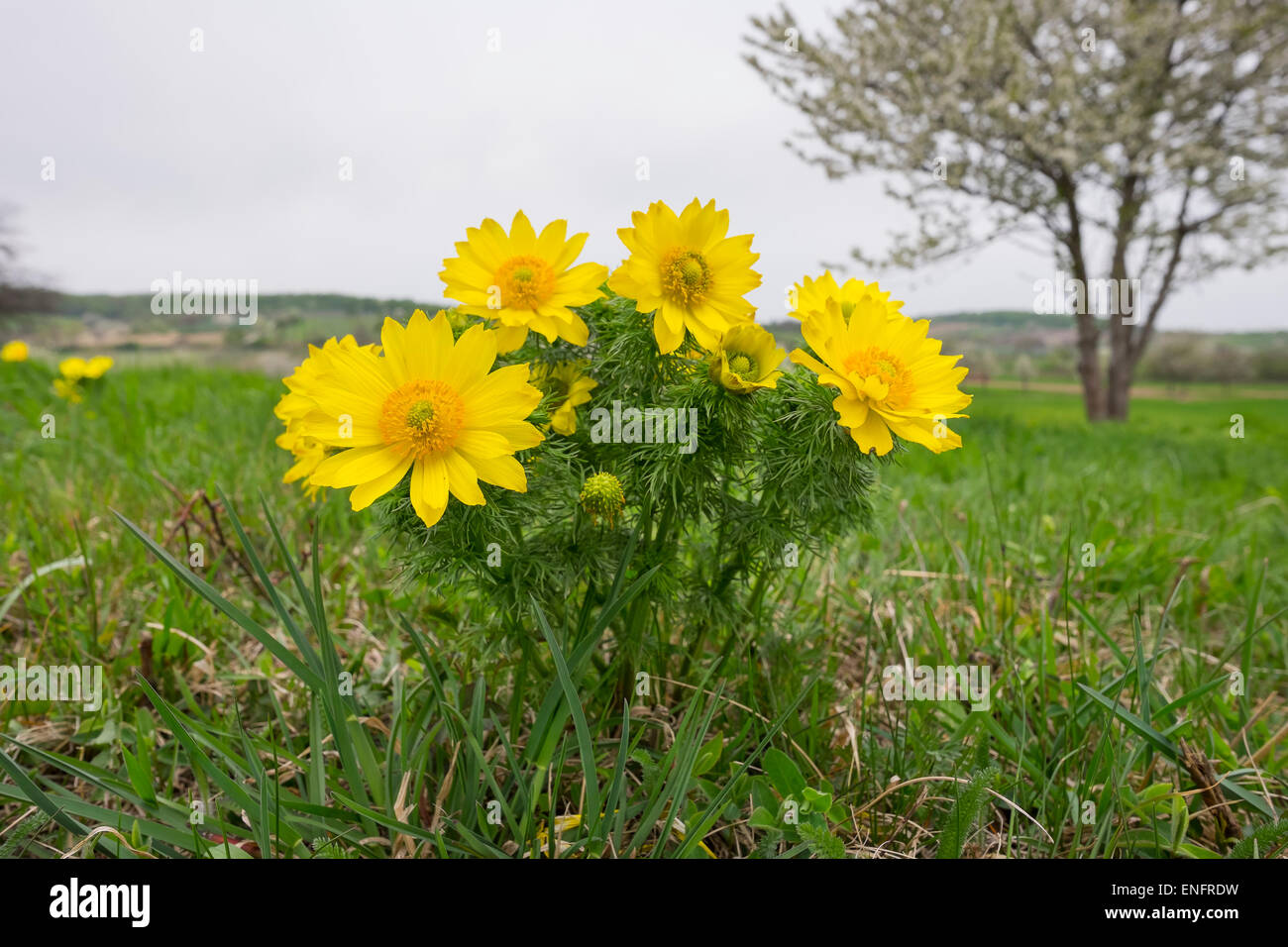 Molla del fagiano occhio (Adonis vernalis), Thenau riserva naturale, la parte settentrionale del Burgenland, Burgenland, Austria Foto Stock