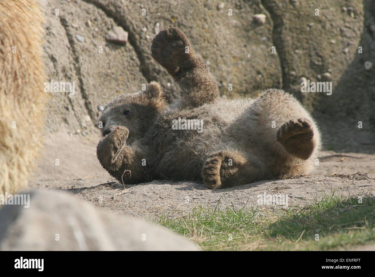 Giocoso cucciolo di orso polare (Ursus maritimus) di quattro mesi facendo un bagno di fango, si zampa in aria Foto Stock