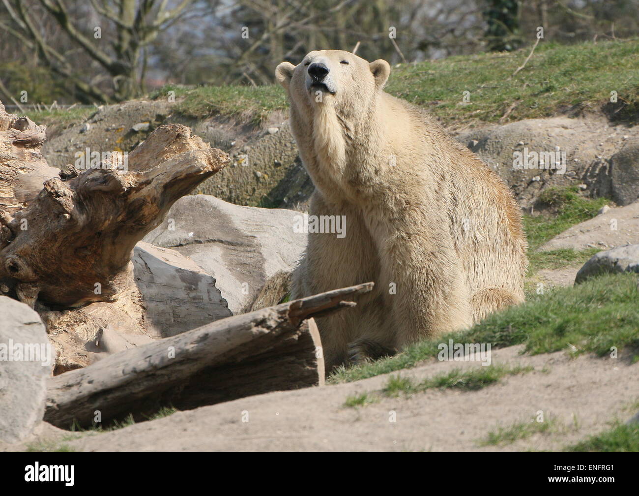 Femmina matura orso polare (Ursus maritimus) fiutando fuori un interessante profumo Foto Stock