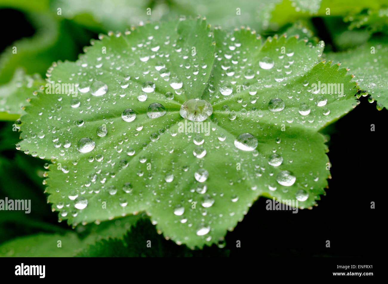 Lady del mantello (Alchemilla sp) con gocce di rugiada, Nord Reno-Westfalia, Germania Foto Stock