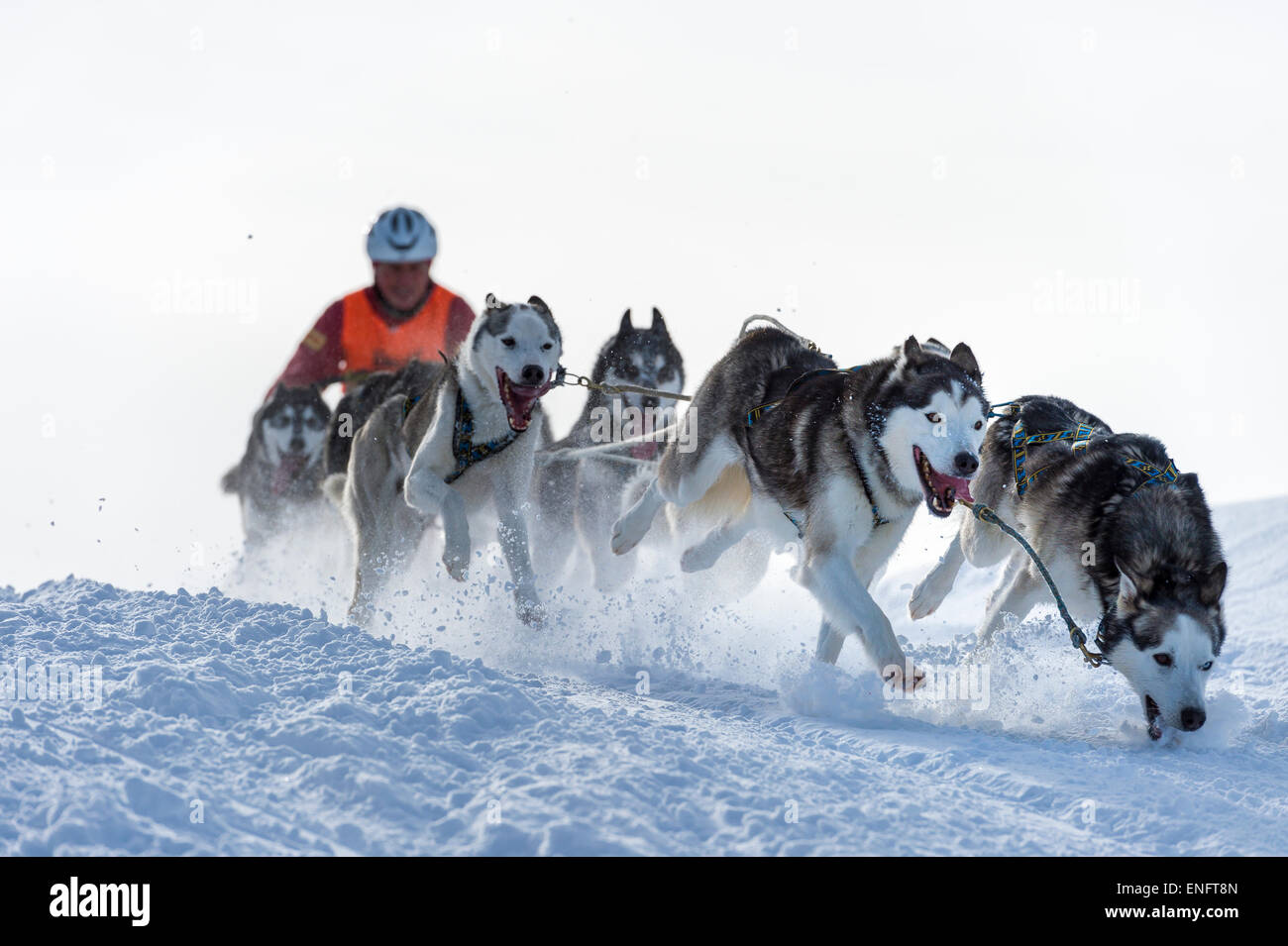 Sled Dog racing, sled dog team nel paesaggio invernale, Unterjoch, Oberallgäu, Baviera, Germania Foto Stock