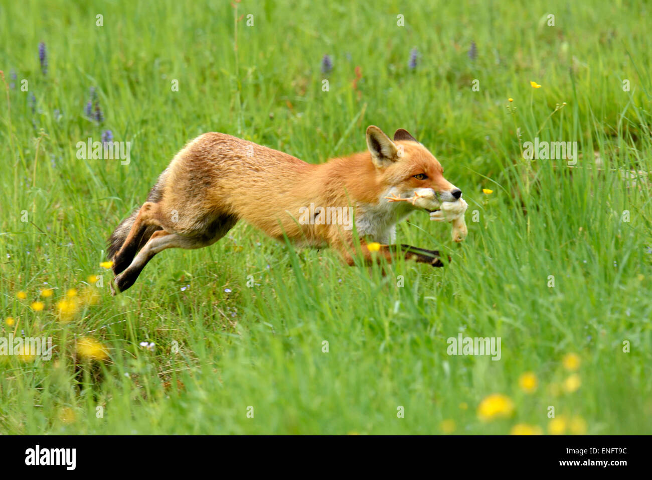 Red Fox (Vulpes vulpes vulpes) con la preda in esecuzione su prato, il Cantone di Zurigo, Svizzera Foto Stock