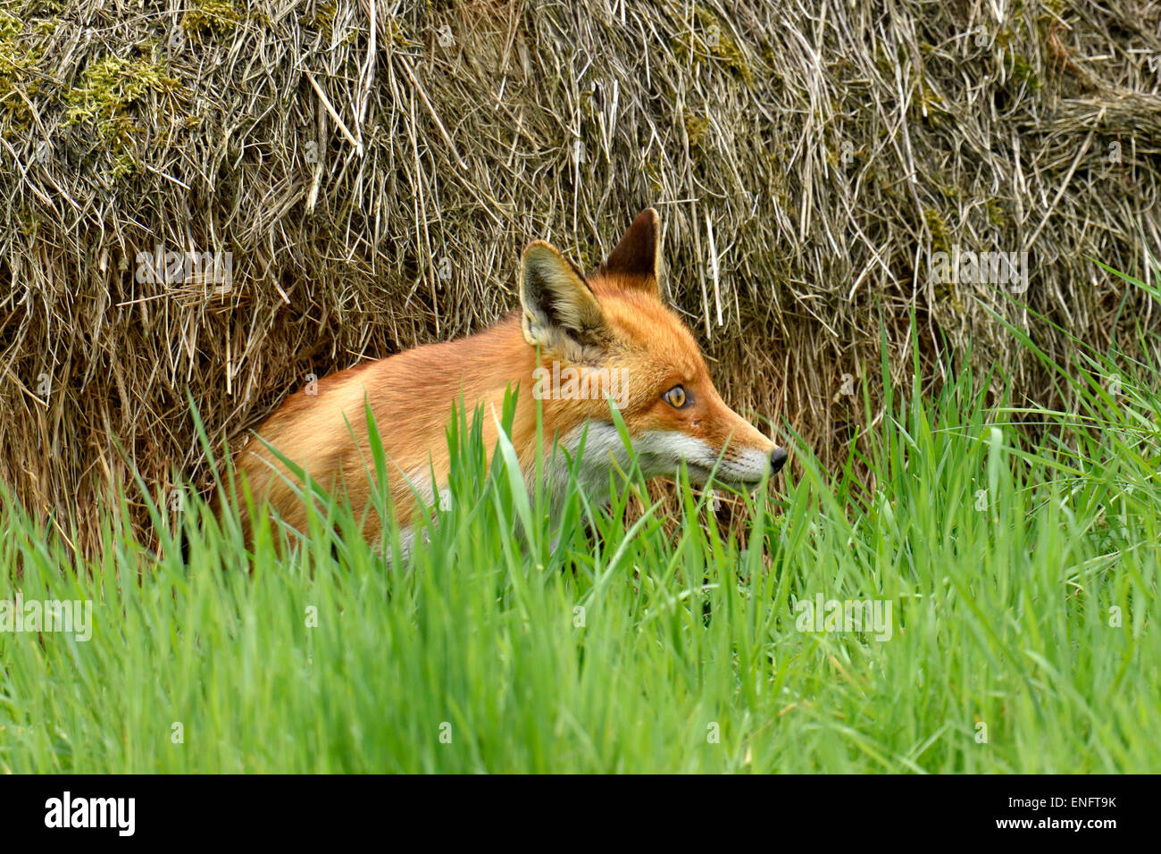 Red Fox (Vulpes vulpes vulpes) seduto in erba, Cantone di Zurigo, Svizzera Foto Stock