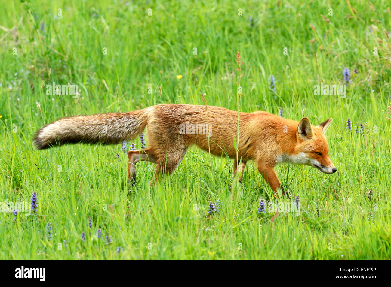 Red Fox (Vulpes vulpes vulpes) camminando sul prato, il Cantone di Zurigo, Svizzera Foto Stock