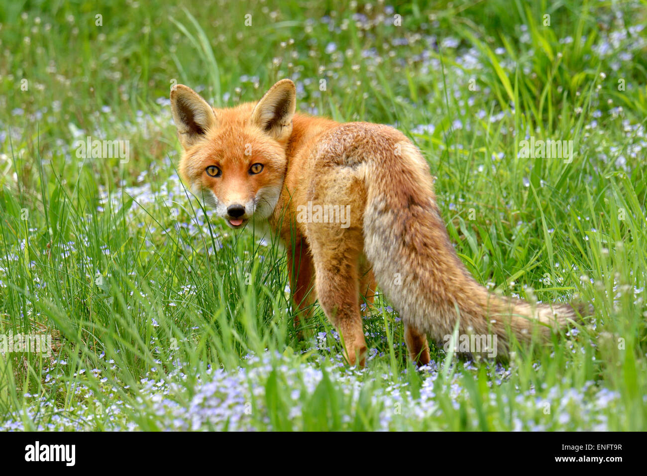 Red Fox (Vulpes vulpes vulpes) in un prato di fiori, Cantone di Zurigo, Svizzera Foto Stock