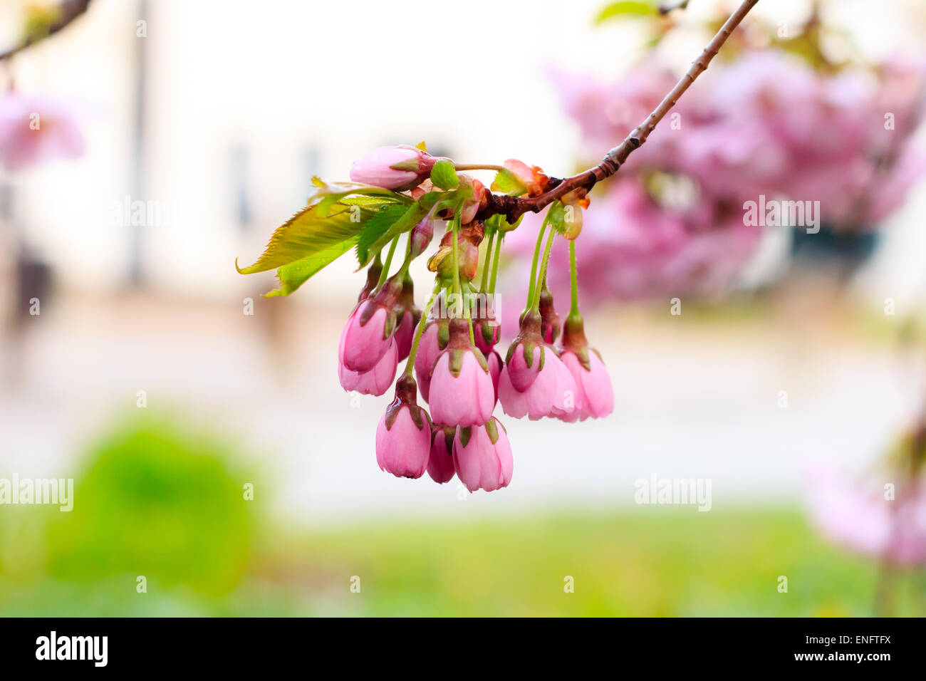 Rosa Sakura fiore che sboccia, la fioritura dei ciliegi nel giardino Foto Stock