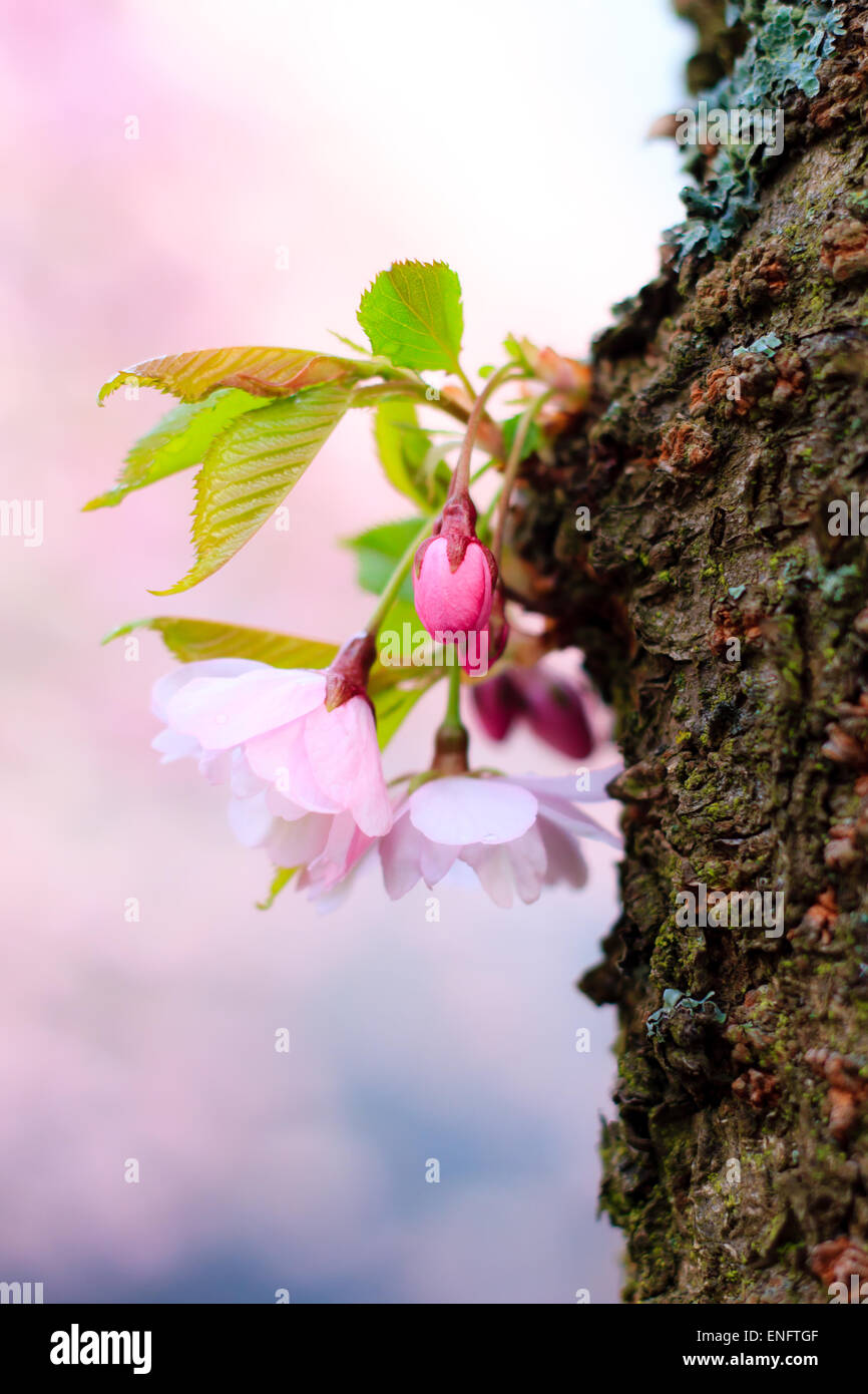 Rosa Sakura fiore che sboccia, la fioritura dei ciliegi nel giardino Foto Stock