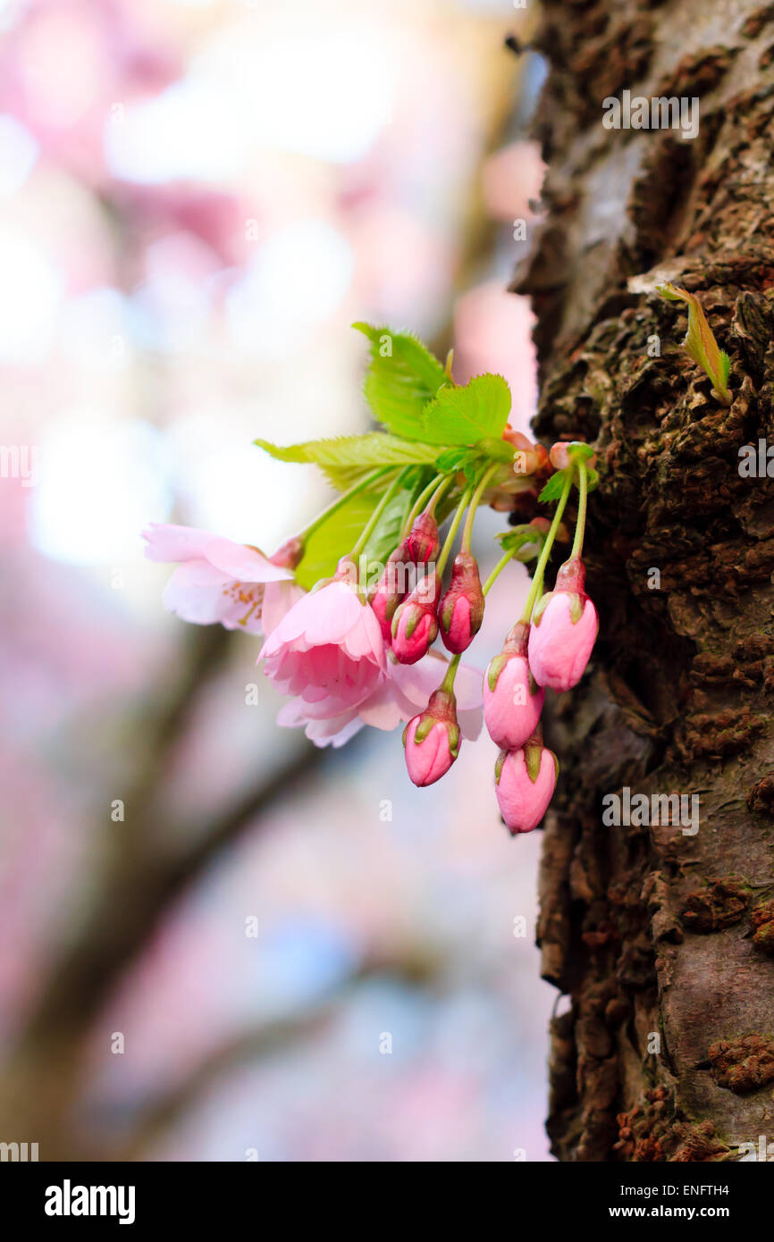 Rosa Sakura fiore che sboccia, la fioritura dei ciliegi nel giardino Foto Stock