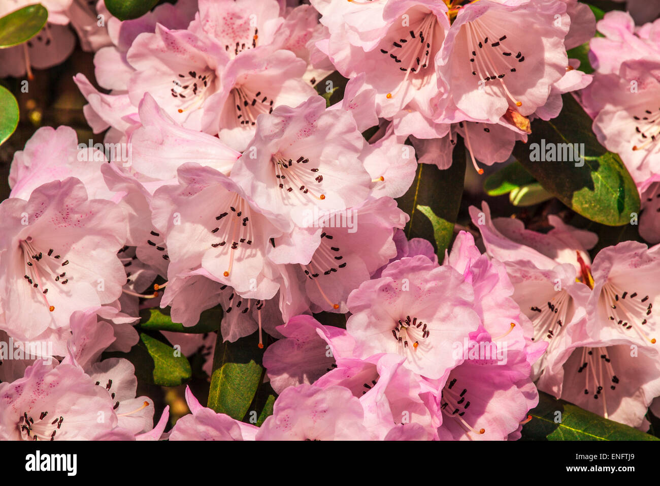 Rhododendron oreodoxa var. fargesii presso la struttura Bowood Station Wagon nel Wiltshire. Foto Stock