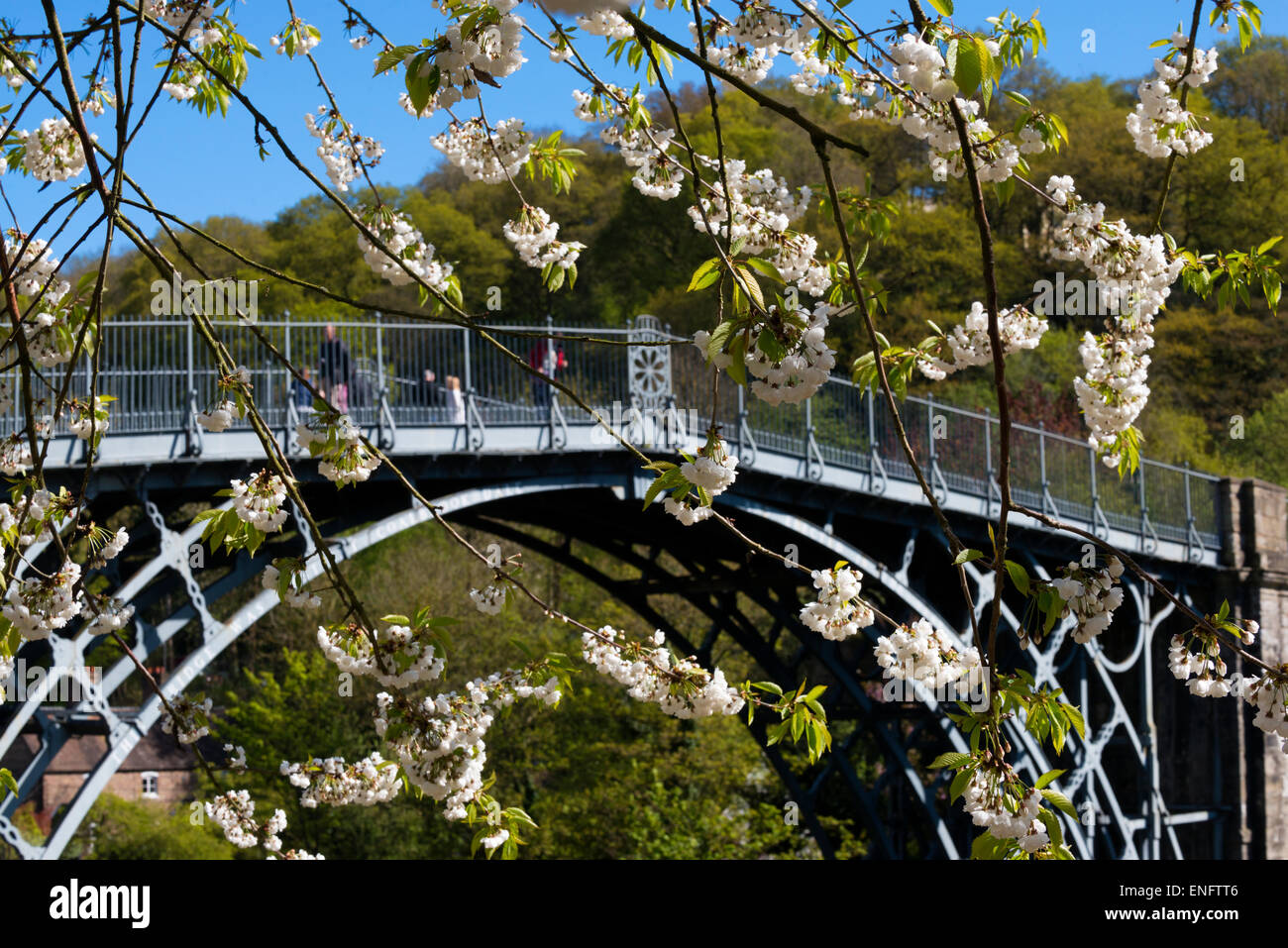 Primavera sbocciano i fiori in Ironbridge, Shropshire, Inghilterra. Foto Stock