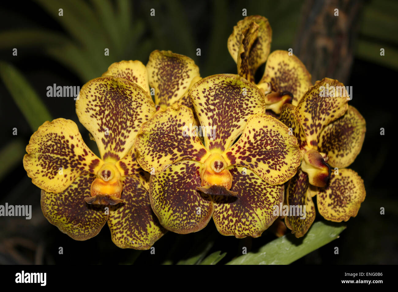Giallo maculato Vanda Orchid Thailandia Foto Stock