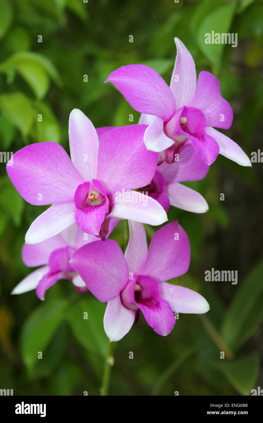 Dendrobium specie di orchidee Thailandia Foto Stock