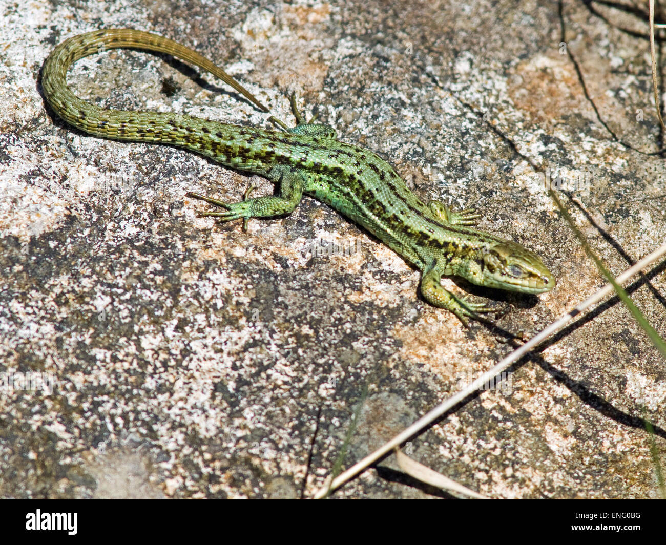 Viviparous (Comune) Lizard,Lacerta vivipara,crogiolarsi al sole Foto Stock