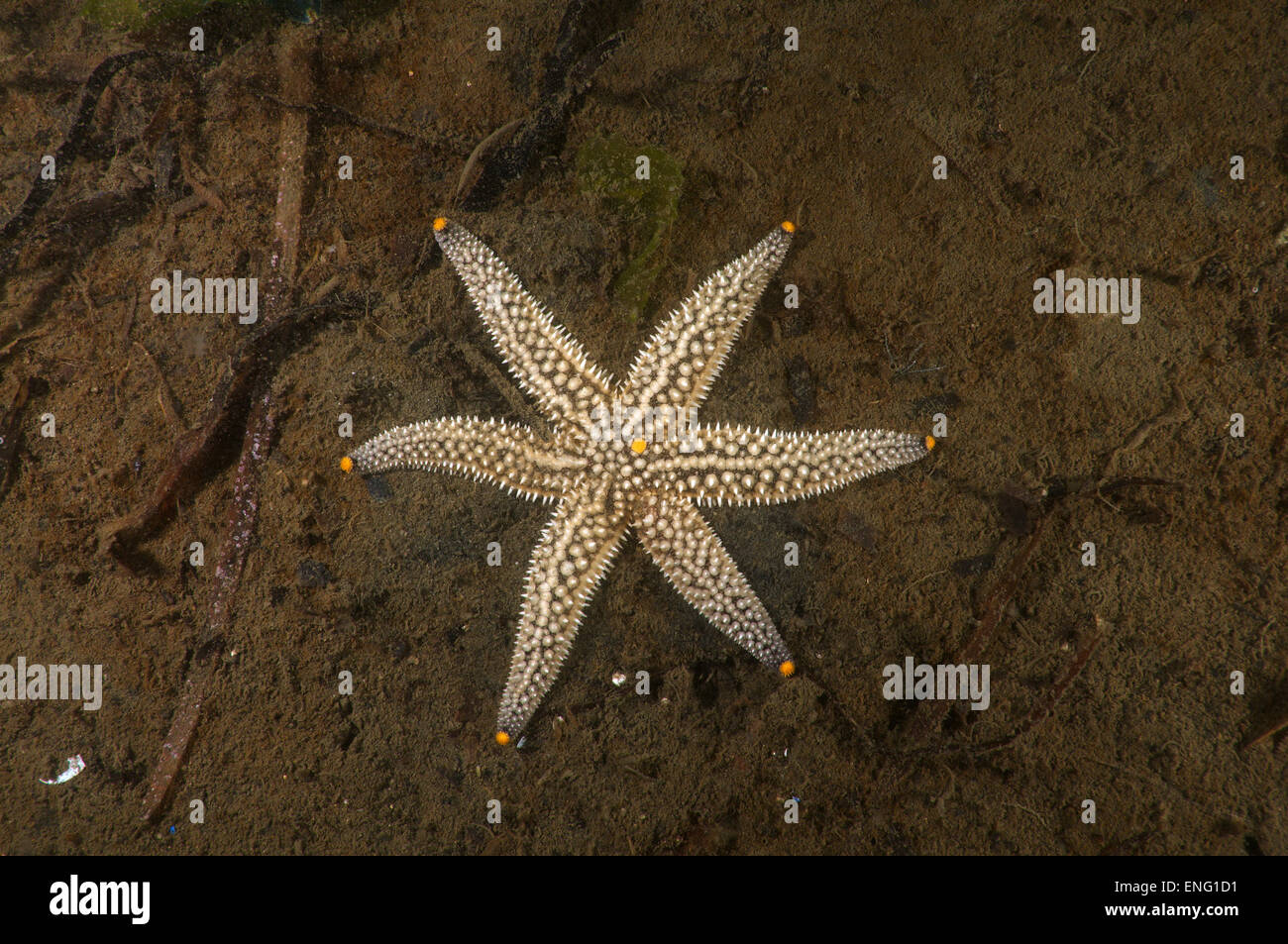 Mutazione genetica starfish (Distolasterias nippon) a sei raggi invece di cinque raggi, Mare del Giappone, Estremo Oriente, Primorsky Krai Foto Stock