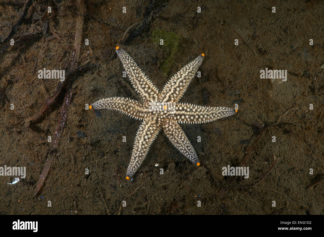 Mutazione genetica starfish (Distolasterias nippon) a sei raggi invece di cinque raggi, Mare del Giappone, Estremo Oriente, Primorsky Krai, Foto Stock