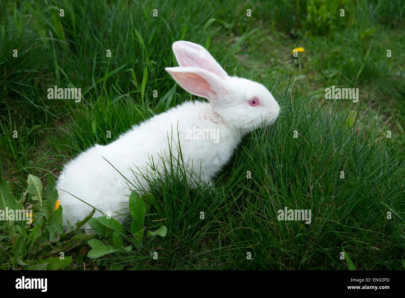 Coniglio Bianco cercando una gustosa erba, all'aperto Foto Stock