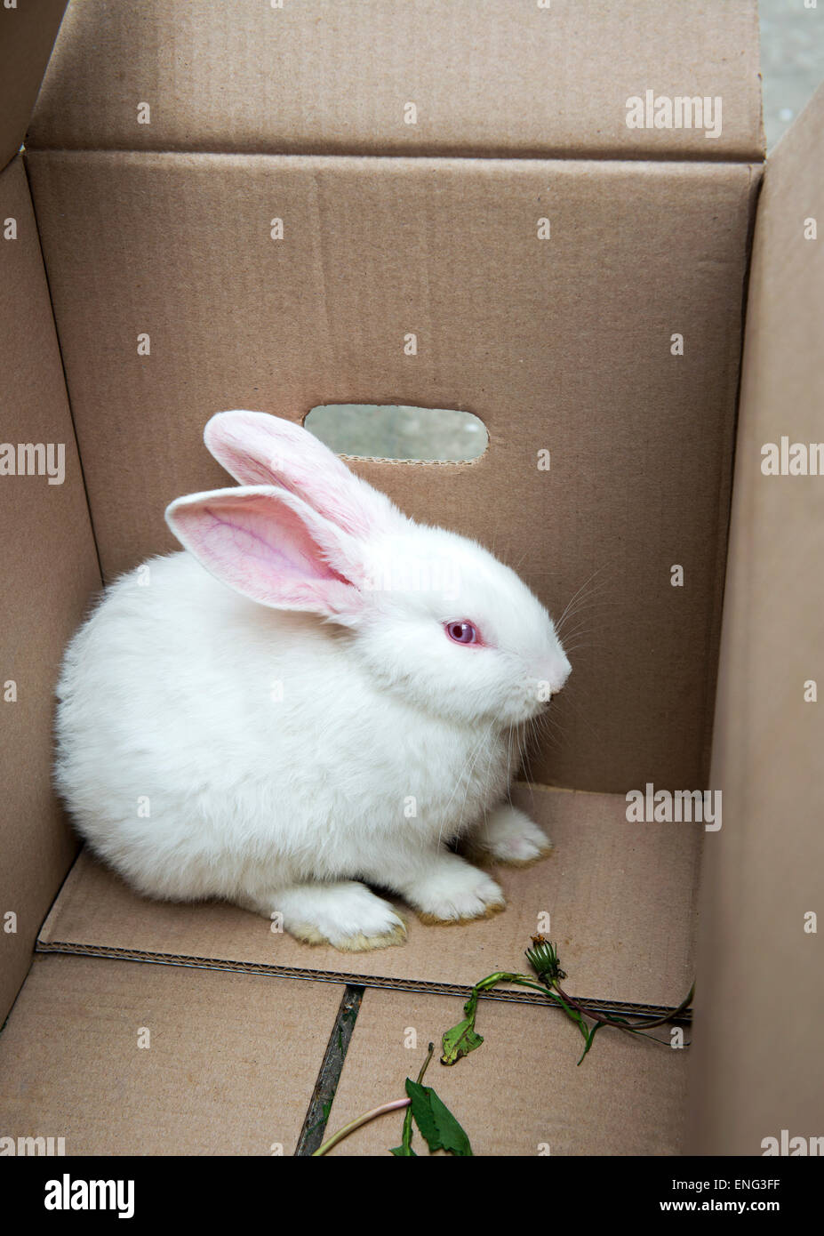 Coniglio Bianco tenuto in una scatola di cartone animato, seduto nell'angolo Foto Stock