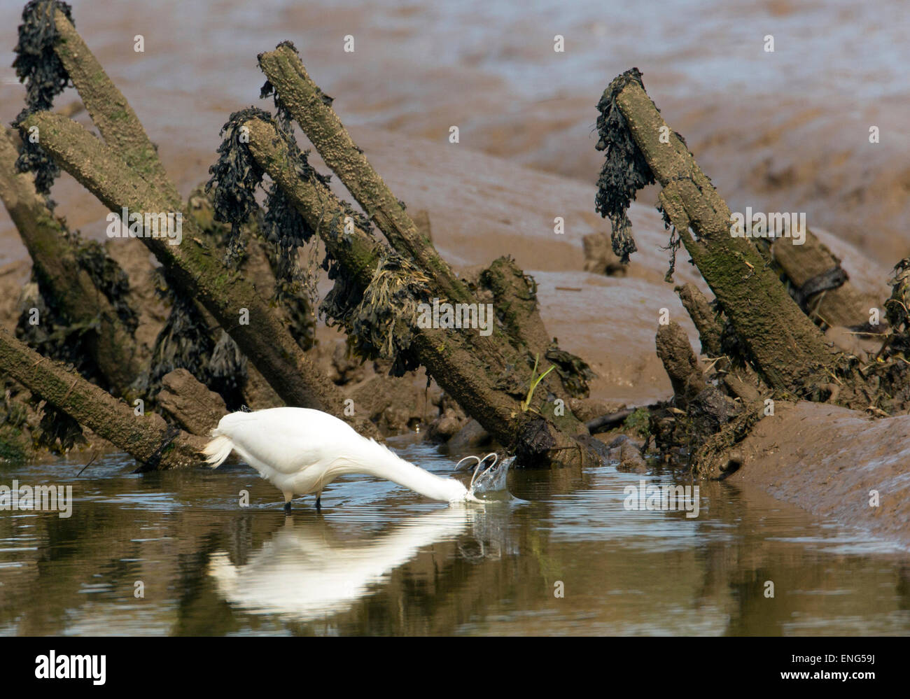 Garzetta (Egretta garzetta) colpisce un pesce in saltmarsh creek. Francese: Aigrette garzette tedesco: Seidenreiher spagnolo: Garceta común Foto Stock