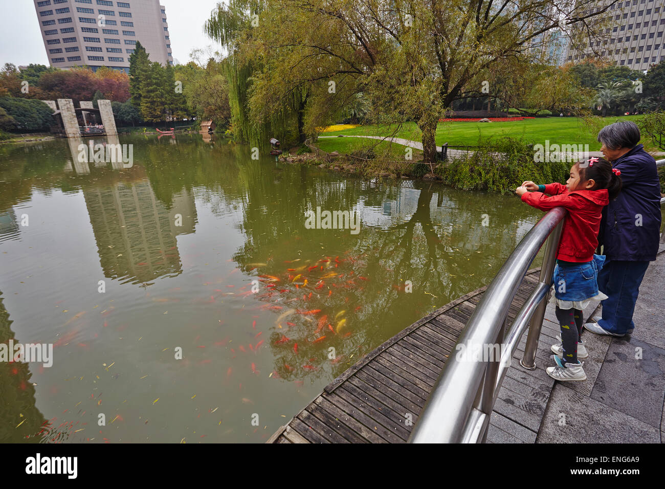 Alimentazione del carpe koi in Guangchang Park, vicino a Xintiandi, Shanghai, Cina. Foto Stock