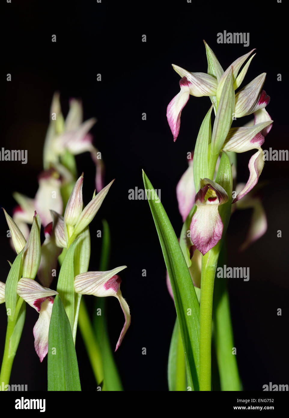 Tongue Orchid - Serapias lingua forma bianca Foto Stock