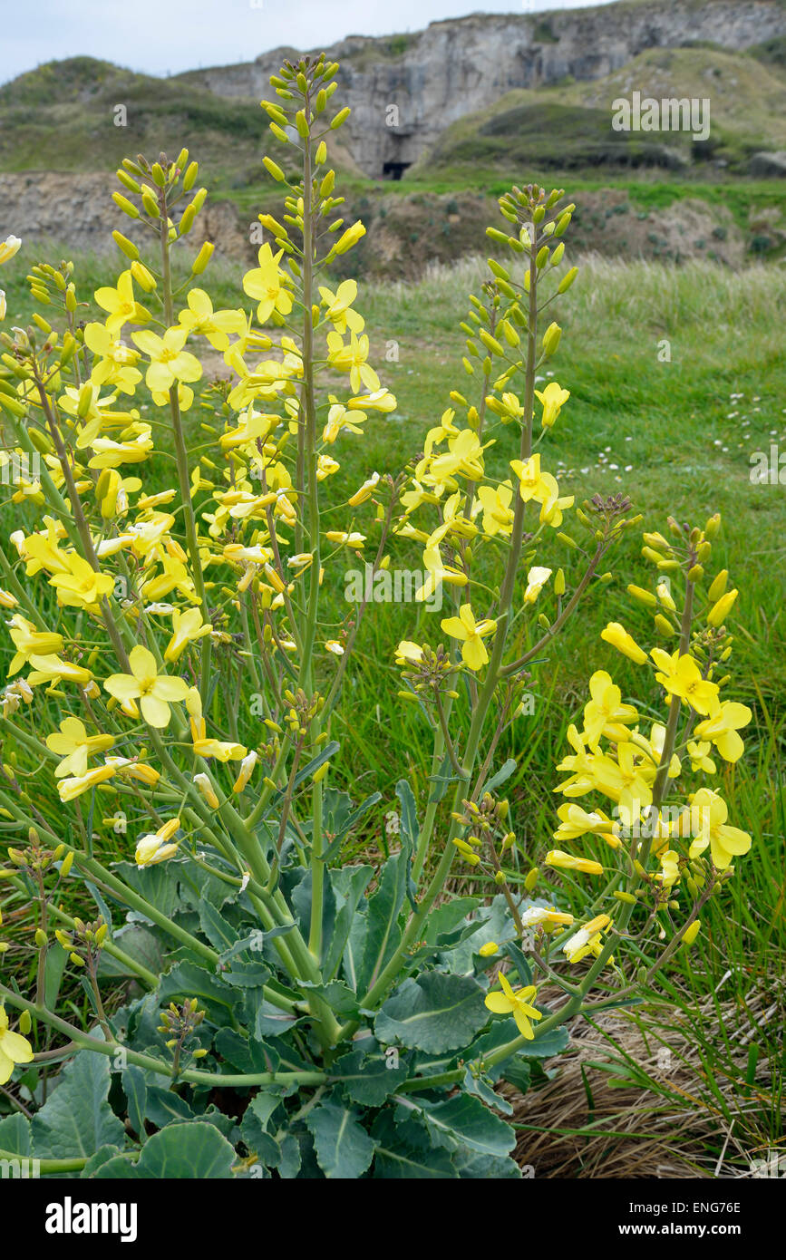Cavolo selvatico - Brassica oleracea, crescendo su Dorset scogliere sul mare. Foto Stock
