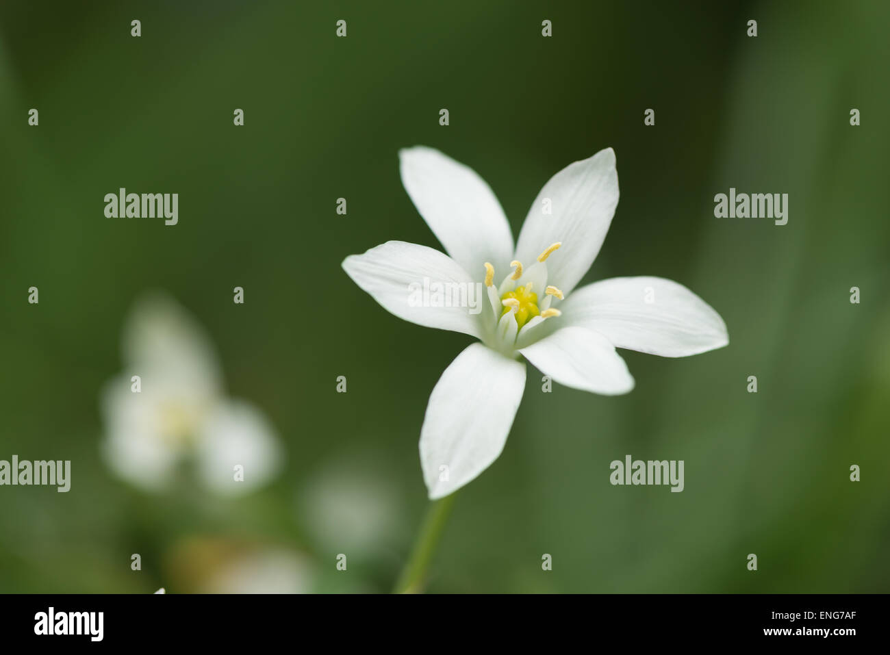 Fioritura il polline laden antera stame dopo la pioggia sul fiore bianco petali Galtonia con gocce di acqua piovana semi in via di sviluppo Foto Stock