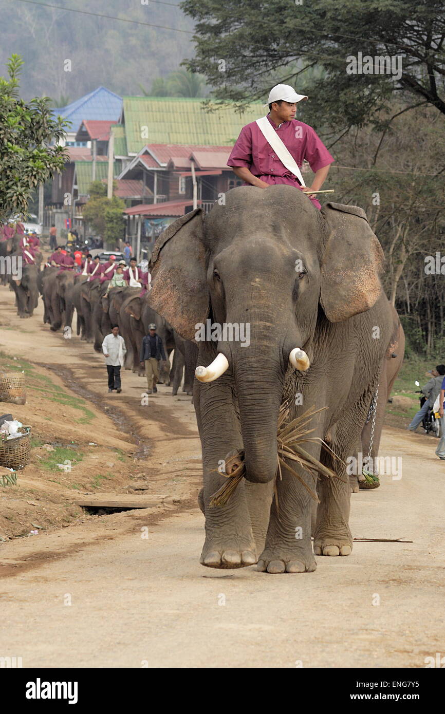 Lao Elephant Festival Sanyabouri Foto Stock